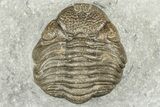 Eldredgeops Trilobite Fossil - Silica Shale, Ohio #188841-4